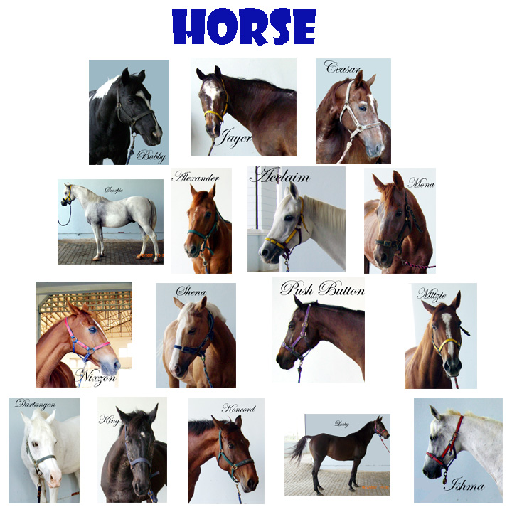 horse-1.jpg